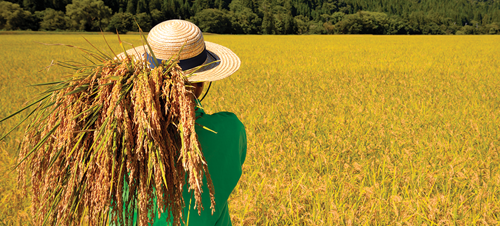 Harvest the rice.