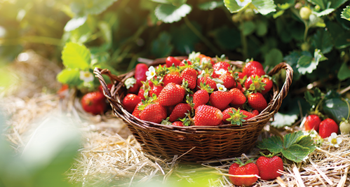 Spring is the best time to plant strawberries