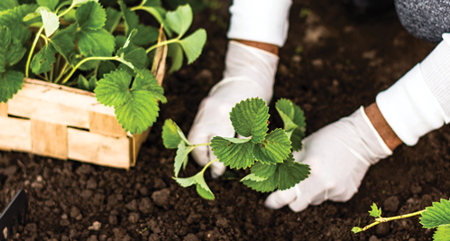 Plant the strawberries