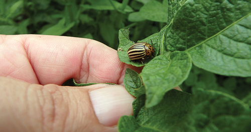 Farmers also use handpicking to remove adult beetles and larvae