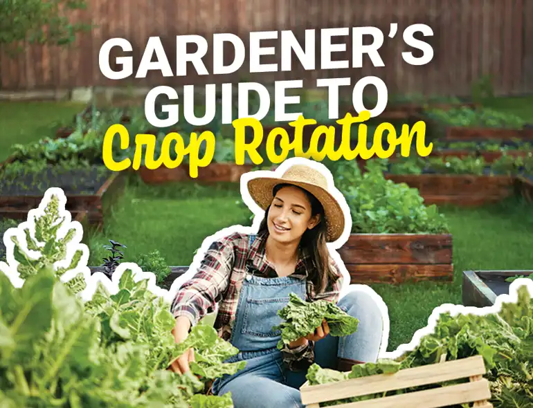 Rotation Cover