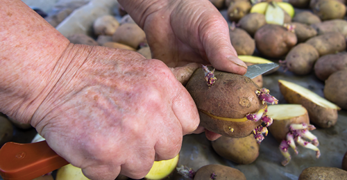 new potato from a potato