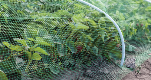 Protect the berries