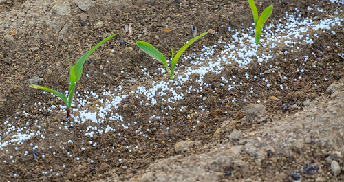 Fertilize regularly