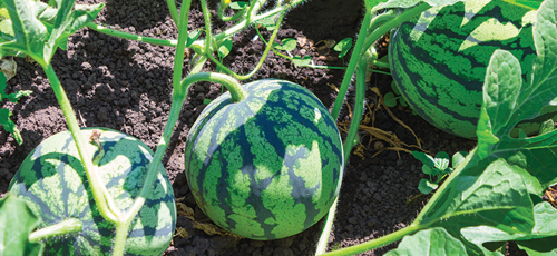 a perfectly ripe juicy watermelon