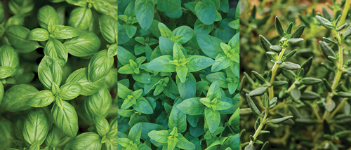 companion plants