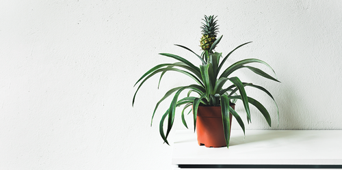 Planting Your Pineapple