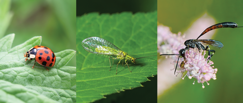 What Bug Kills Potato Bugs