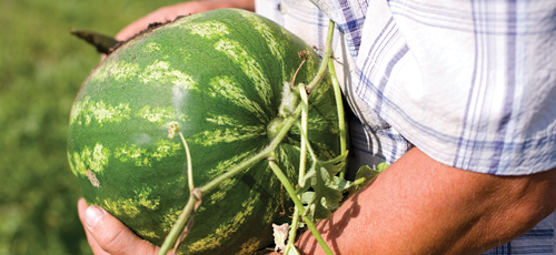cut the watermelon off the vine