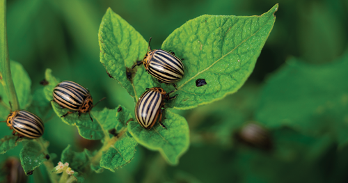 Potato bugs are an annual pest