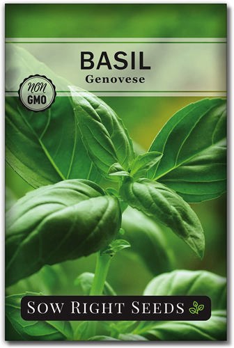 Basil