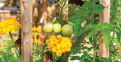 Tomatoes attract pests