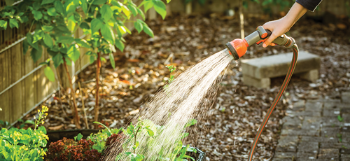 Water your watermelon plants regularly
