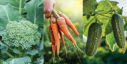 Carrots, Cucumbers