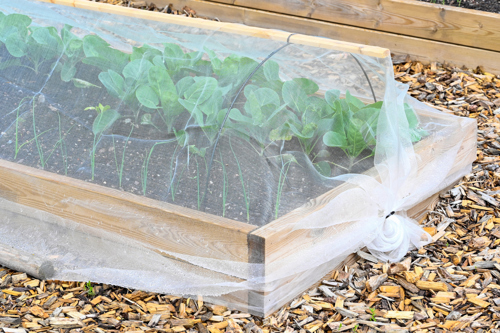 potato bug row cover