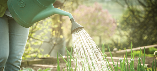 Water the soil.