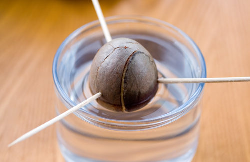 Avocado seed in water