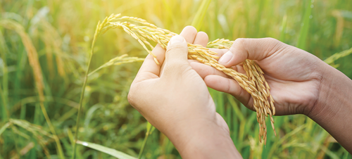 rice is a fairly easy crop to grow
