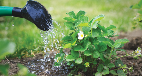 Water regularly