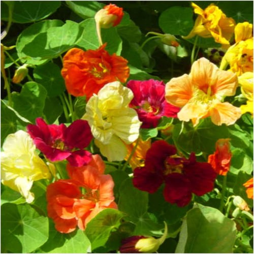 nasturtiums