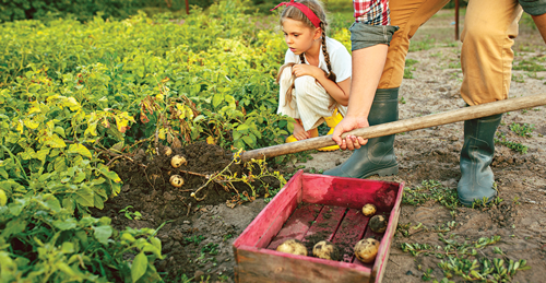 Use a shovel or garden fork to carefully dig up the potatoes
