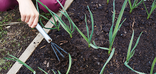 Is it easy to plant garlic?