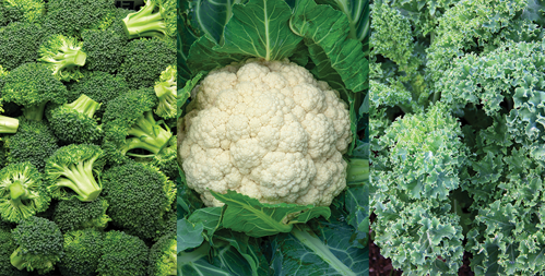 Lettuce, Spinach and Broccoli