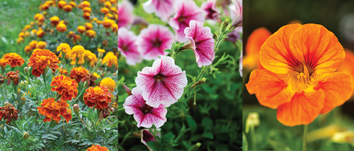 marigolds, petunias, and nasturtiums