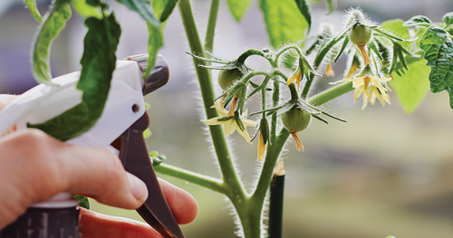 systemic insecticides are also effective