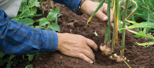 you can harvest ginger without killing the plant
