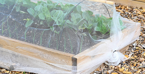 Dealing with Common Pests and Diseases