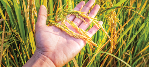 you can't eat rice straight from the plant